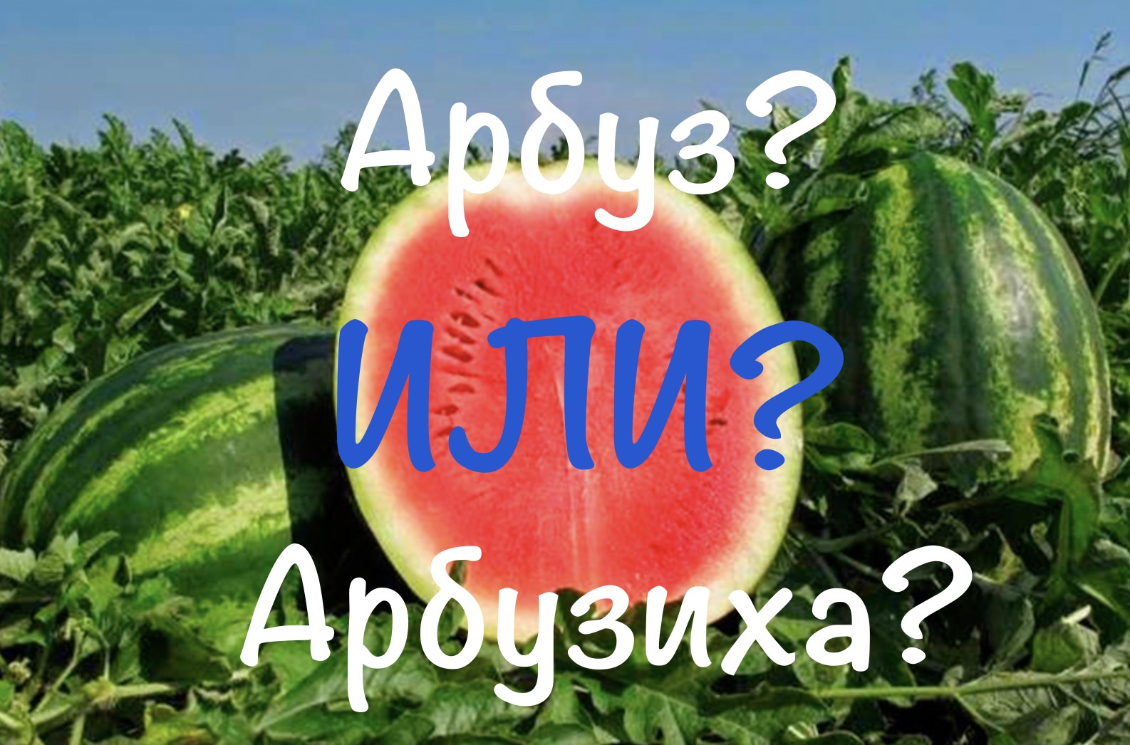 Арбуз или арбузиха: как определить пол ягоды и какой из них слаще