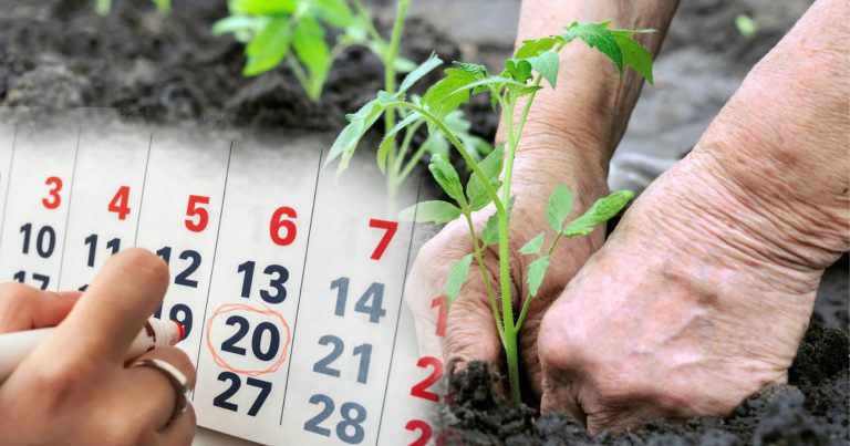 Лунный посевной календарь на июль 2026: благоприятные и неблагоприятные дни для посева, посадки, полива и ухода за огородом.