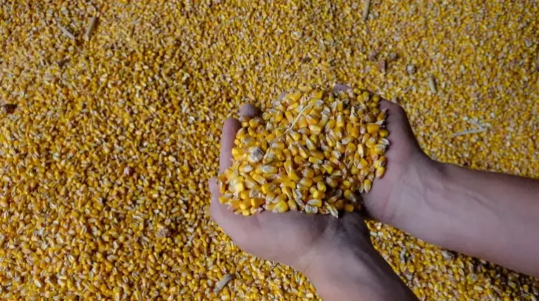 ЕС утвердил объемы квот на украинскую агропродукцию