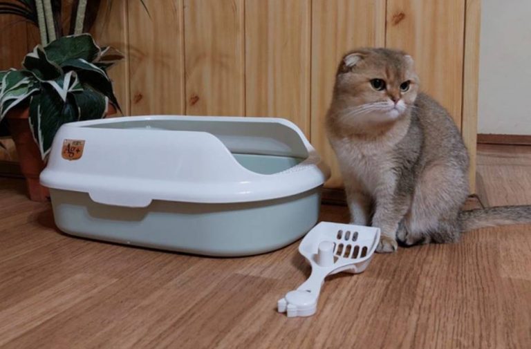Как приучить кота к лотку: лайфхаки, советы, причины ошибок. Эффективные способы приучения кошки к туалету дома без стресса для питомца.
