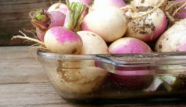 Репа — это недорогой и полезный овощ, который укрепляет здоровье, улучшает пищеварение и помогает в профилактике многих заболеваний.