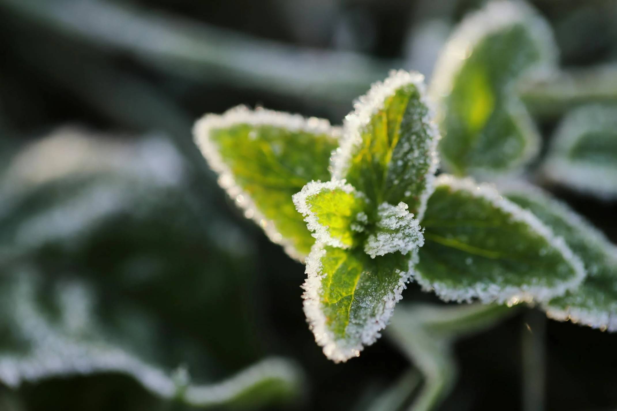 Какой праздник 1 декабря: что отмечают в этот день в Украине и мире, церковный праздник и что нельзя делать